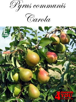 Päron P.com Carola* E P.com   Stam 2-års A-kv Co/Pack Co