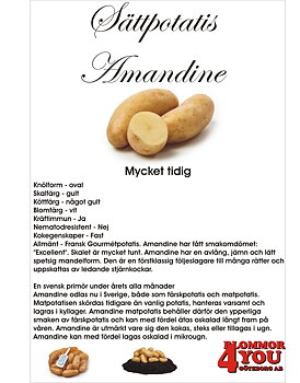 Sättpotatis Amandine  1 Kilo