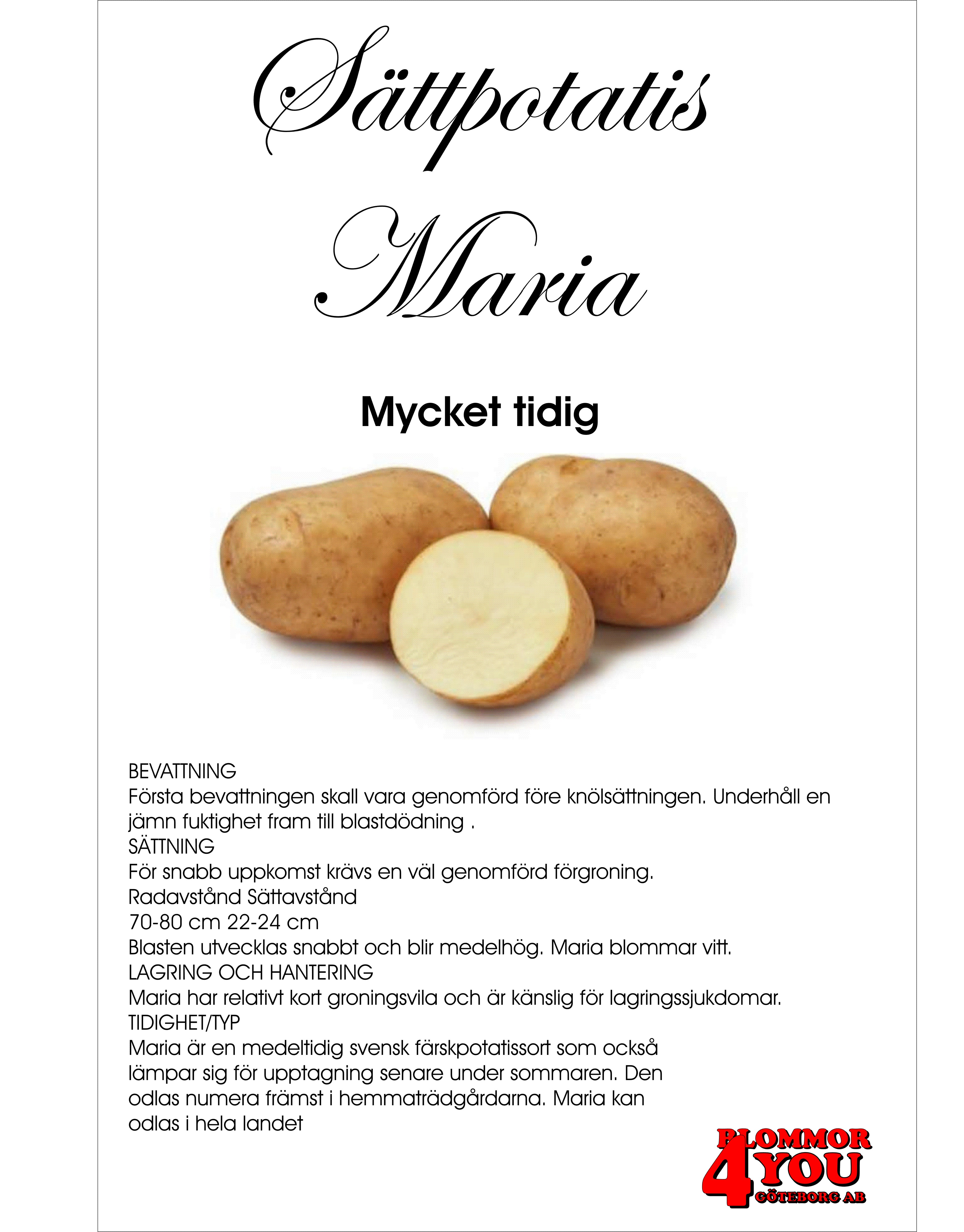 Sättpotatis Maria  1 Kilo