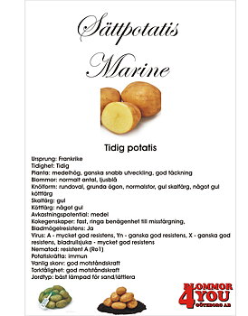 Sättpotatis Marine  3 Kilo