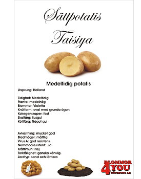 Sättpotatis Taisiya  1 Kilo