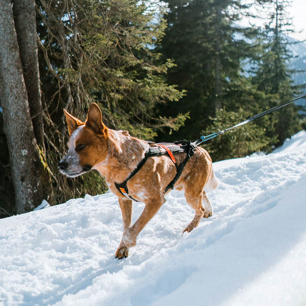 Non-Stop freemotion harness hundsele till drag canicross och skijoring