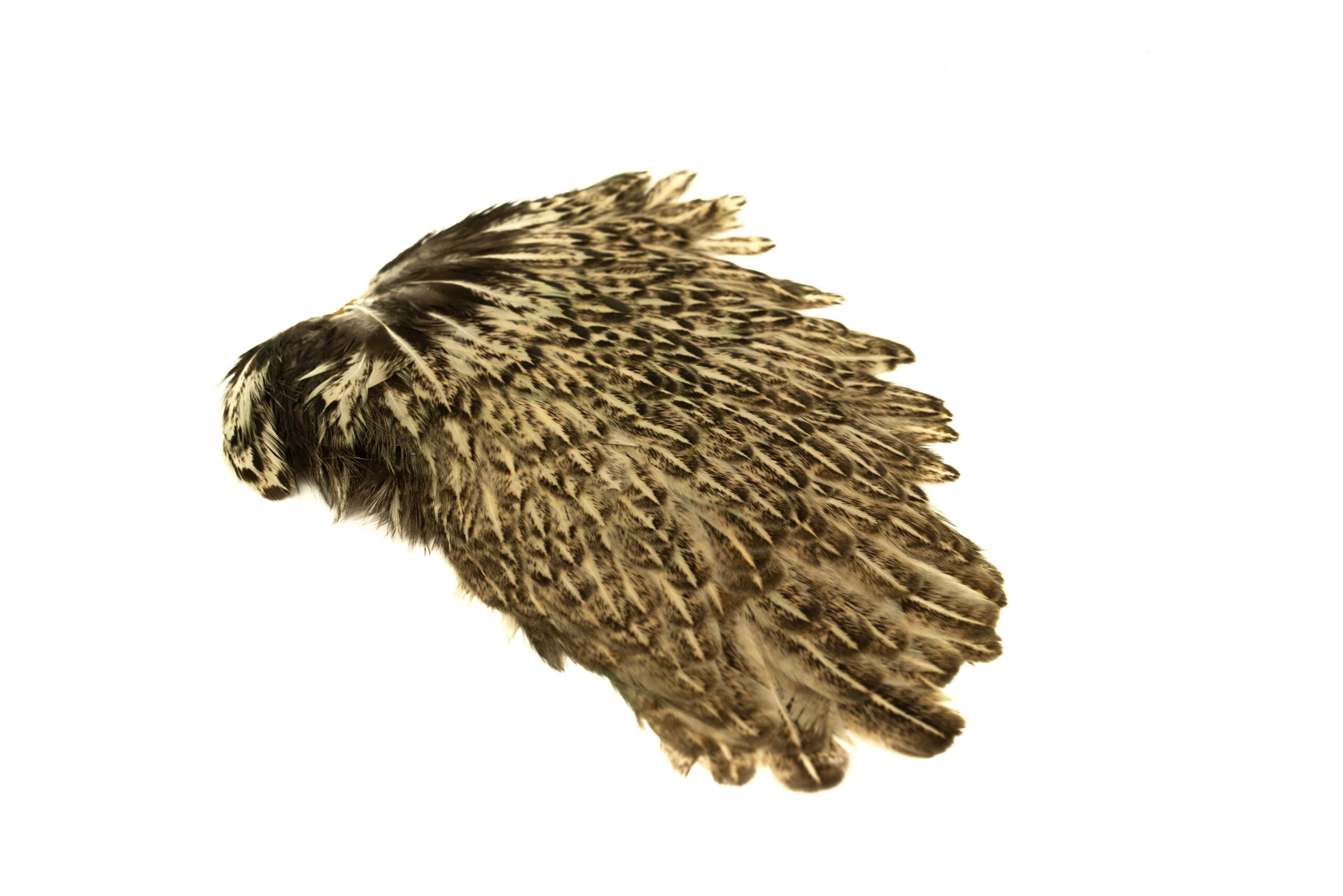 Indian Hen Saddle - 9