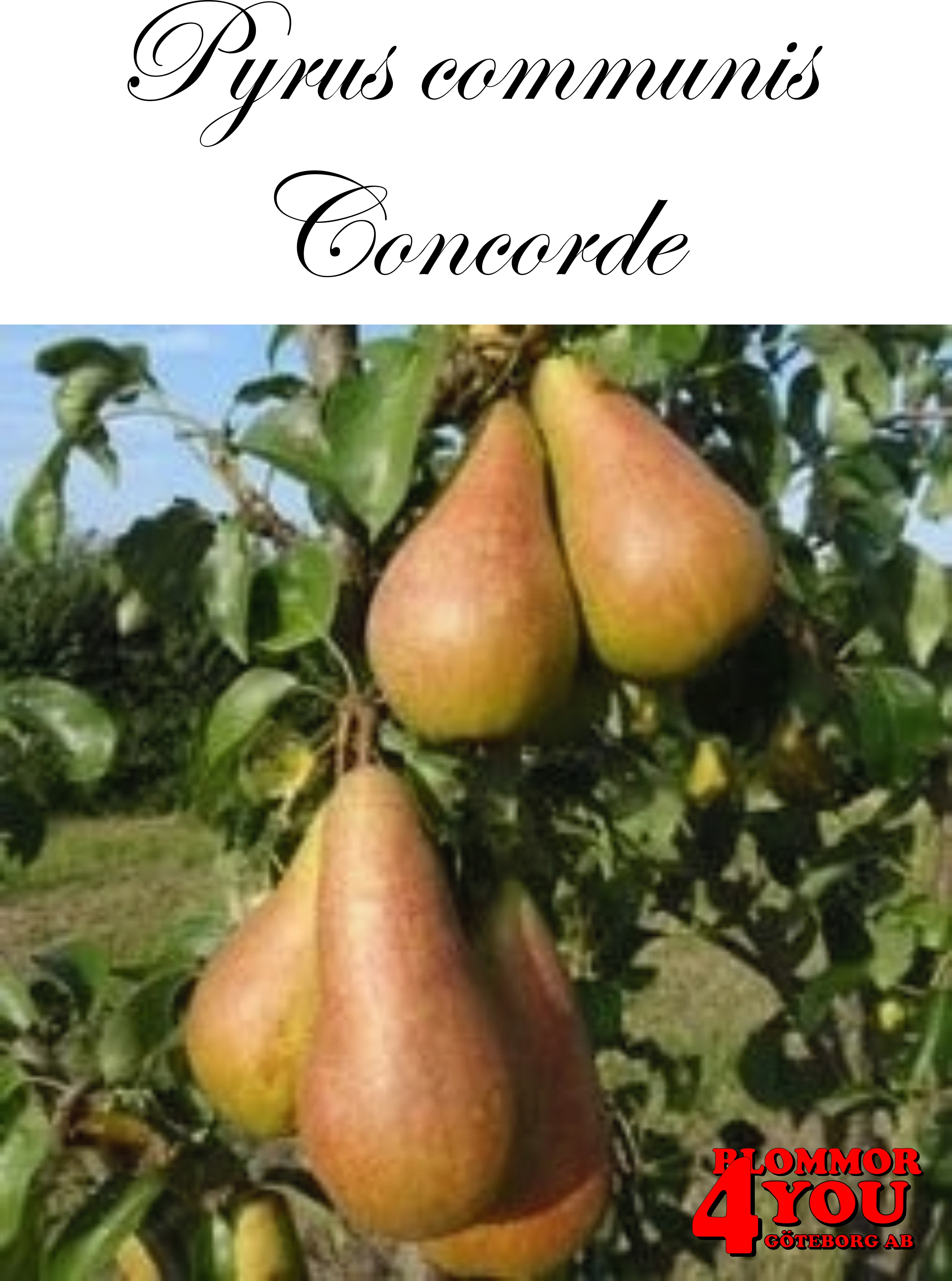 Päron P.com Concorde    P.com     Stam 2-års A-kv Co/Pack Co