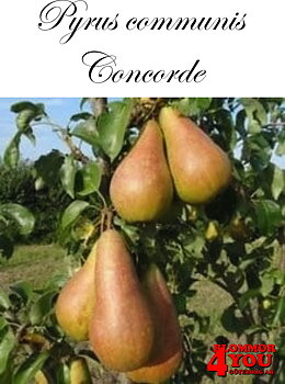 Päron P.com Concorde    P.com     Stam 2-års A-kv Co/Pack Co
