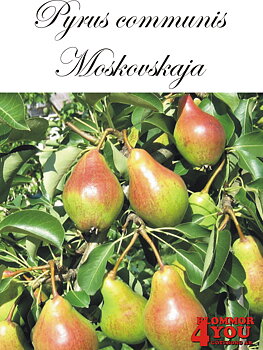 Päron  P.com Moskovskaja   (CAC) P.com    Stam 2-års A-kv Co/Pack Co
