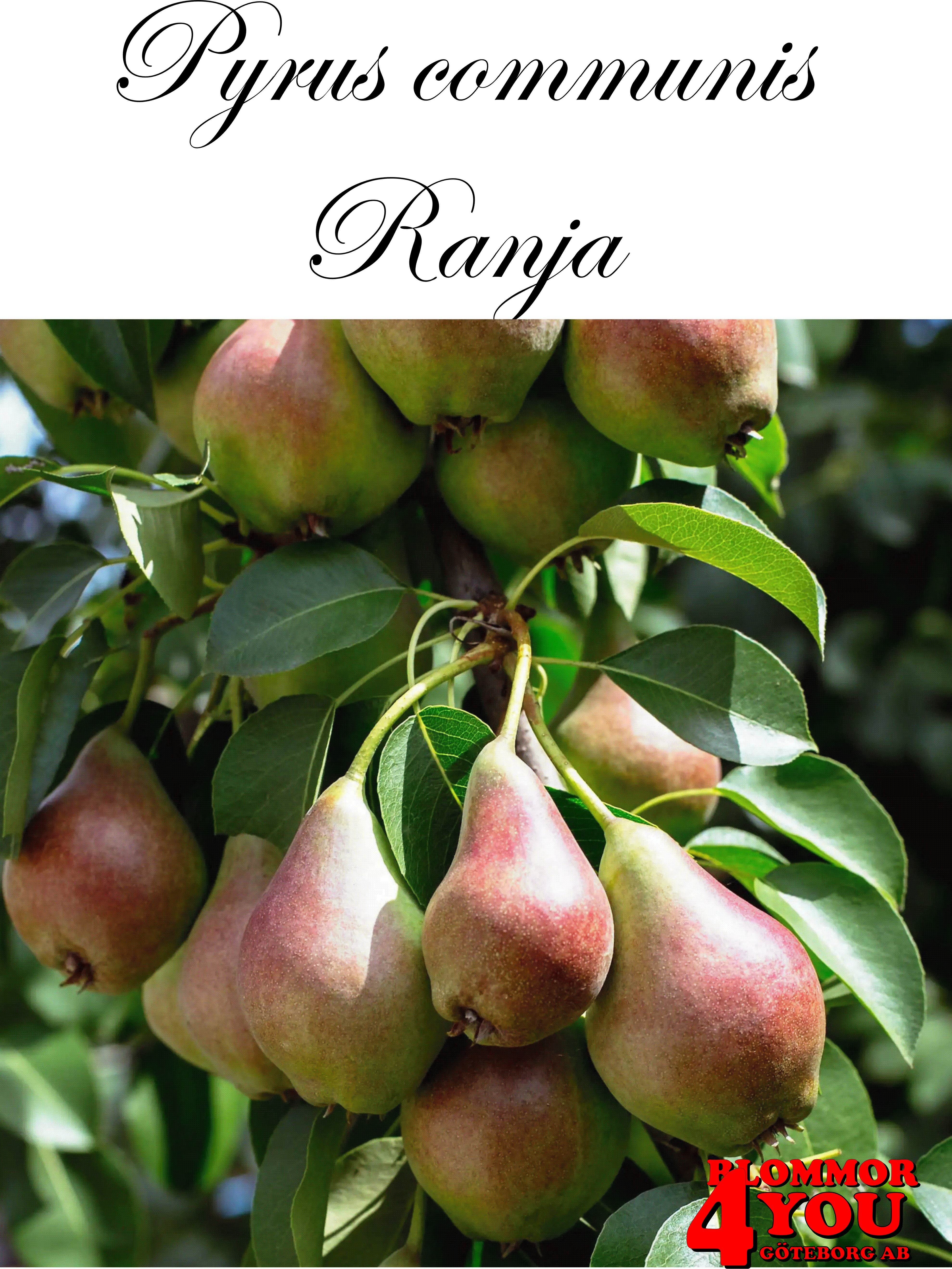 Päron  P.com Ranja   (CAC) P.com (Mlievskaja Rannjaja)   Stam 2-års A-kv Co/Pack Co