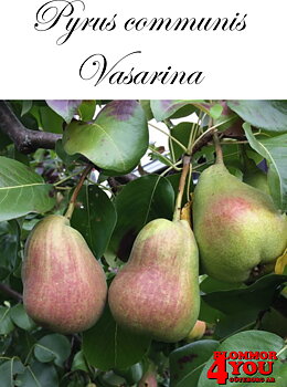 Päron  Pyrus com. Vasarina  Vasarine Sviestine      Stam 2-års A-kv Co/Pack Co
