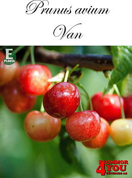 Sötkörsbär P.avi Van E   P.Colt  Stam 2-års A-kv Co.
