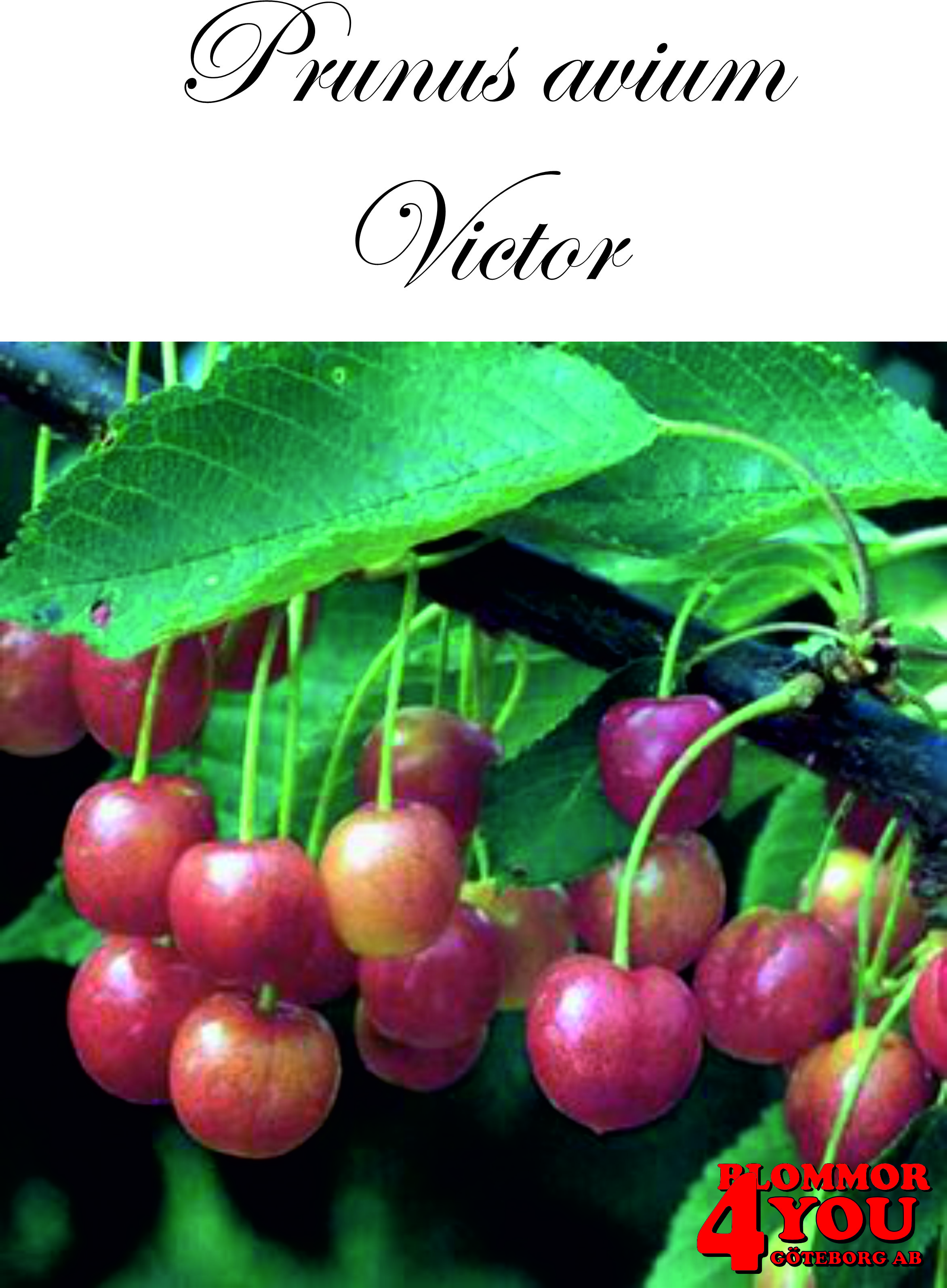 Sötkörsbär  P.avi Victor   (CAC) P.Colt  Stam 2-års A-kv Co.