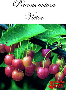 Sötkörsbär  P.avi Victor   (CAC) P.Colt  Stam 2-års A-kv Co.
