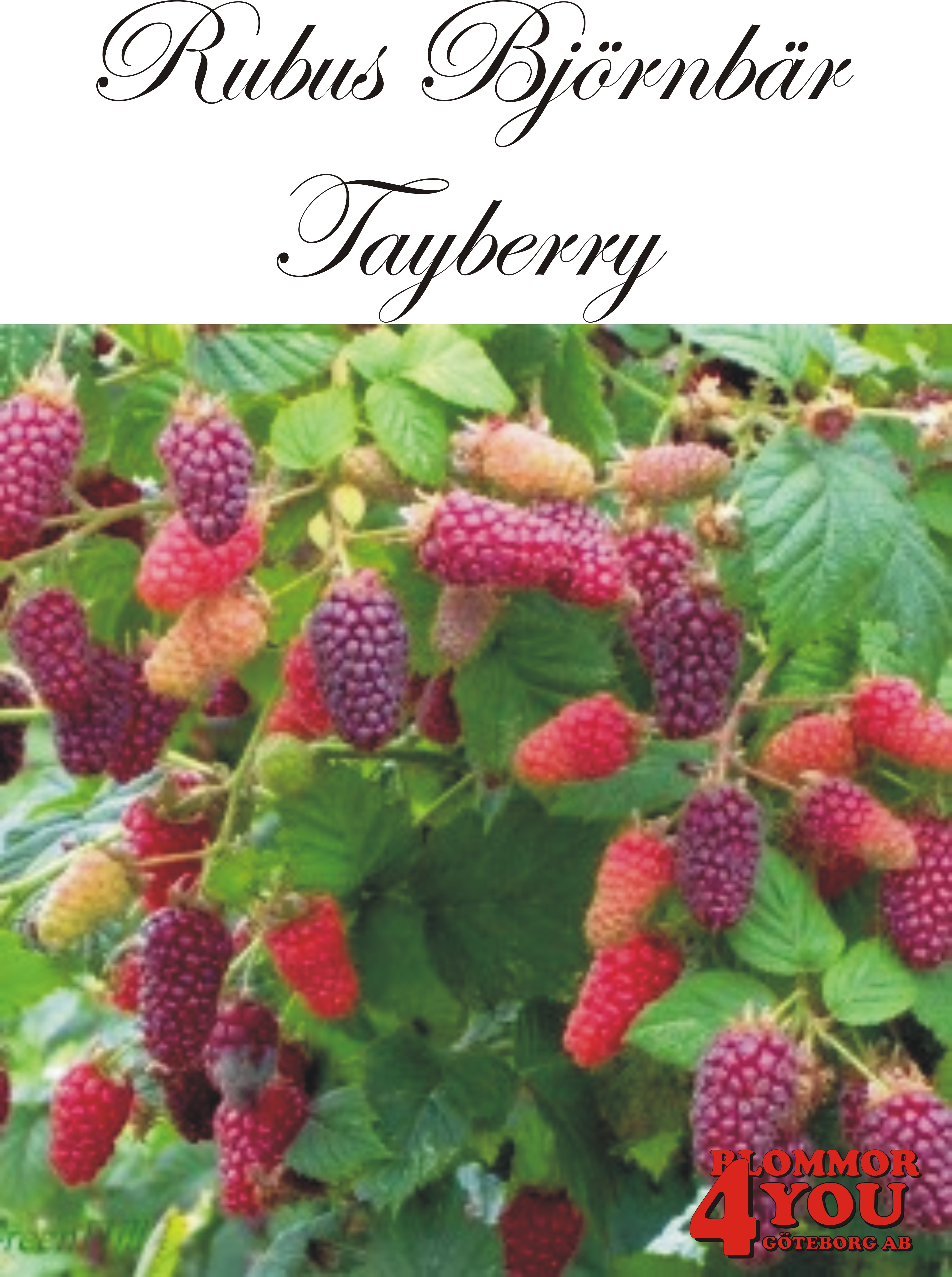 Rubus (Björnbärshallon) Tayberry (CAC)
