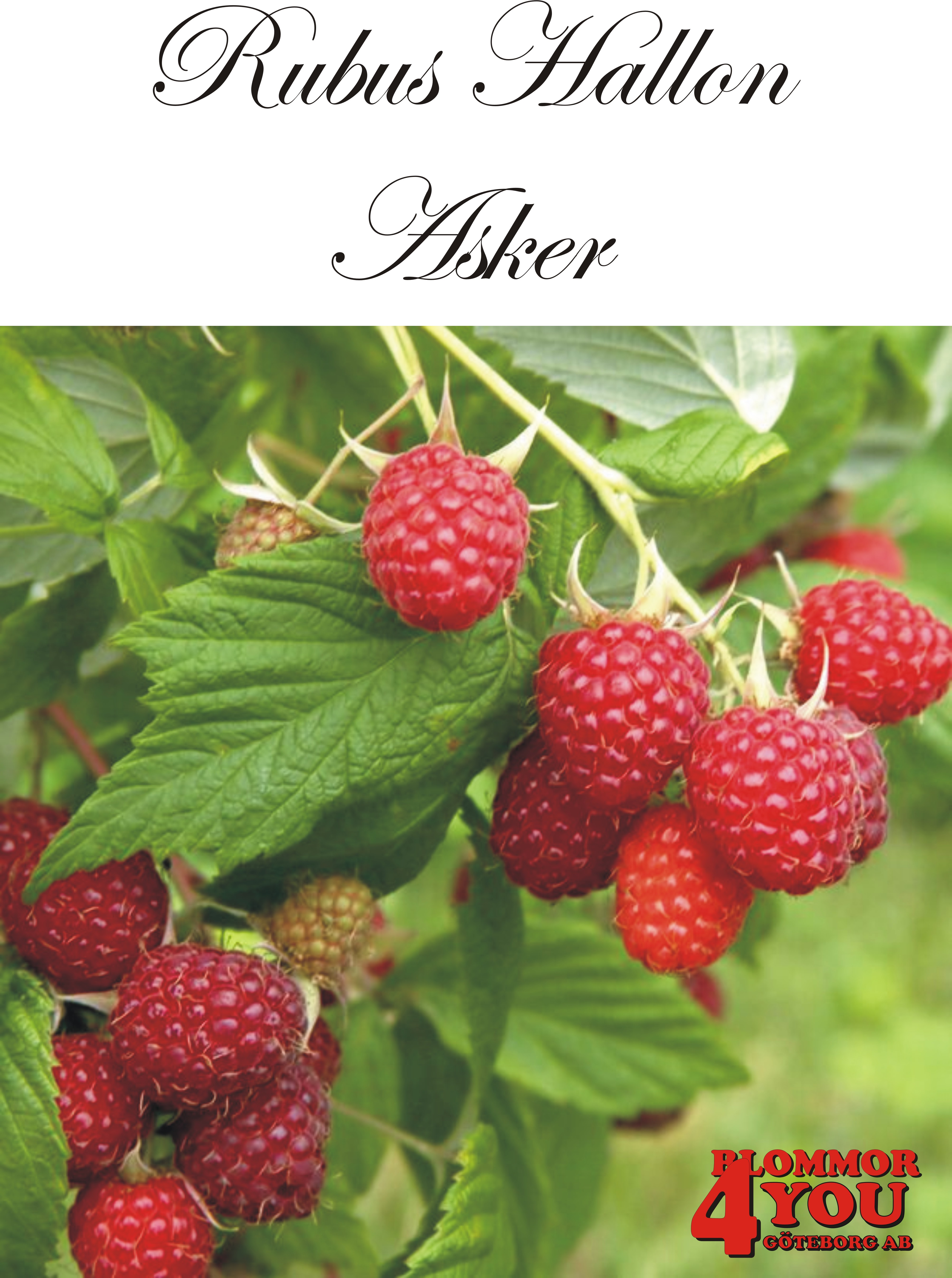 Trädgårdshallon  Rubus (Hallon) Asker   (EPS-cert) A-kv C2