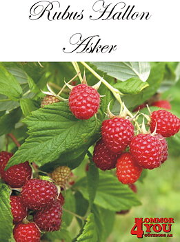 Trädgårdshallon  Rubus (Hallon) Asker   (EPS-cert) A-kv C2