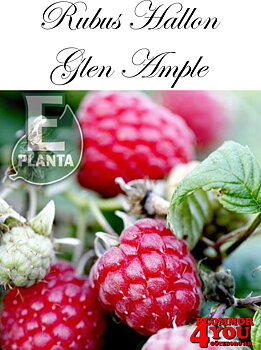Trädgårdshallon  Rubus  GLEN AMPLE* E   (cert)  A-kv C2