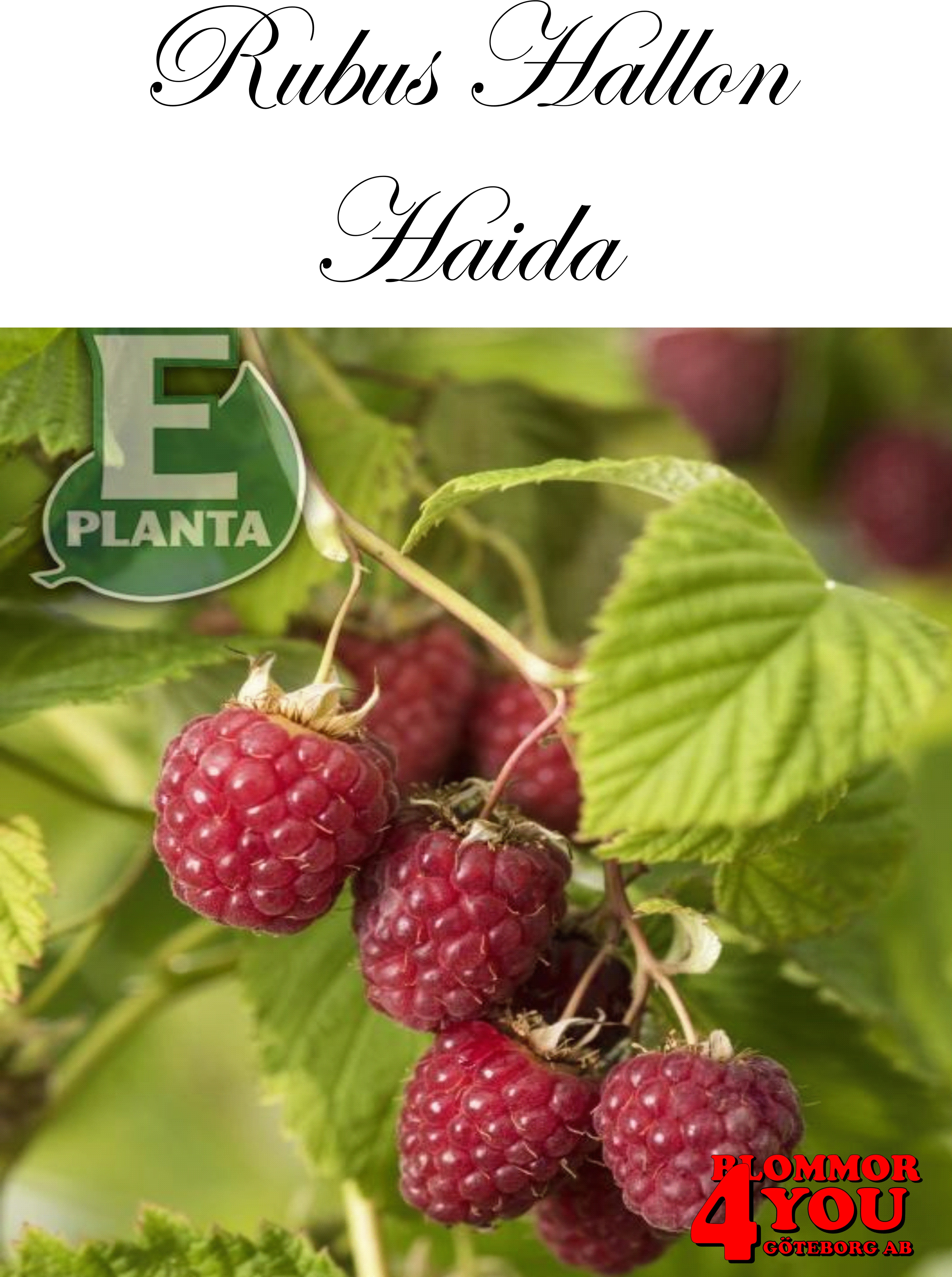 Trädgårdshallon   Rubus  HAIDA   (cert)  A-kv C2