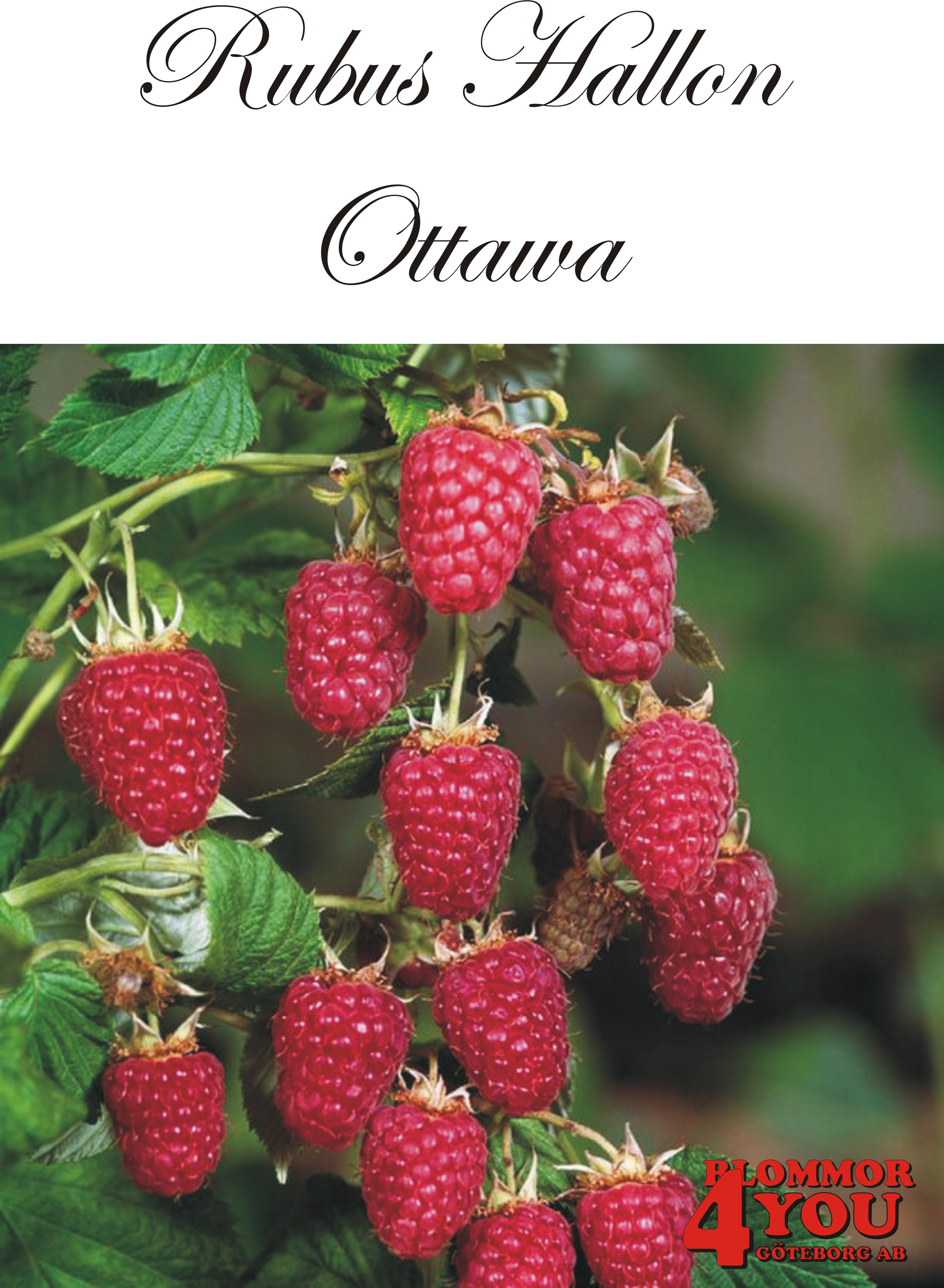 Trädgårdshallon Rubus OTTAWA   (cert) A-kv C2
