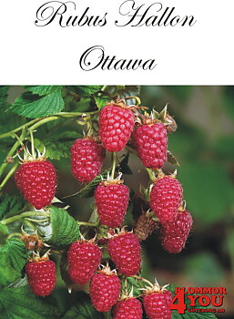 Trädgårdshallon Rubus OTTAWA   (cert) A-kv C2