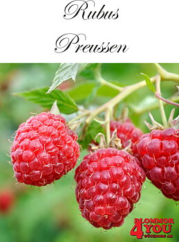 Trädgårdshallon Rubus PREUSSEN   (EPS-cert) A-kv C2