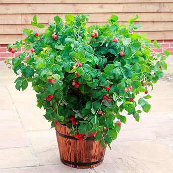 Rubus (Hallon) Ruby Beauty® (NR7*) (CAC)