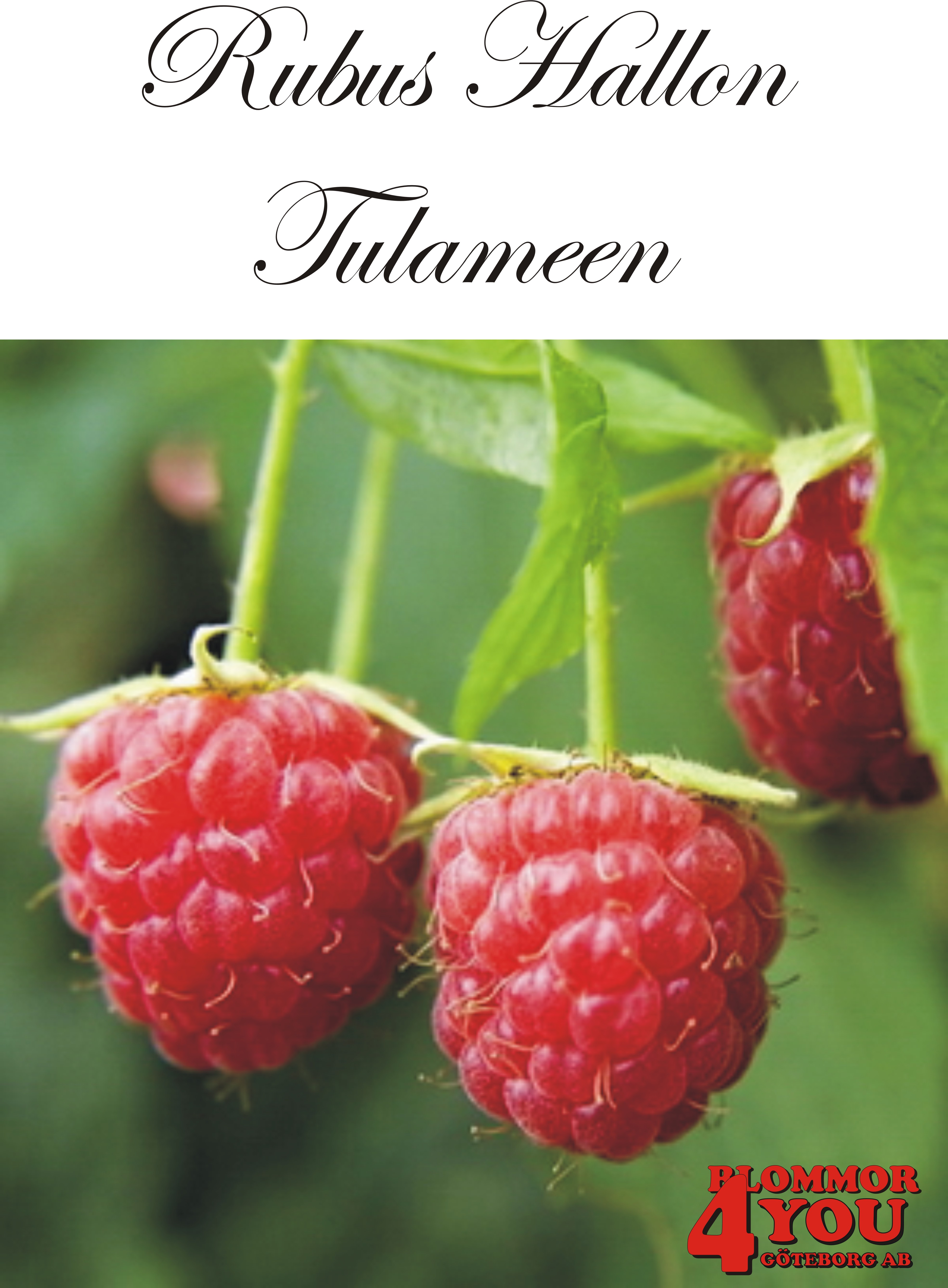 Trädgårdshallon Rubus TULAMEEN   (cert) A-kv C2