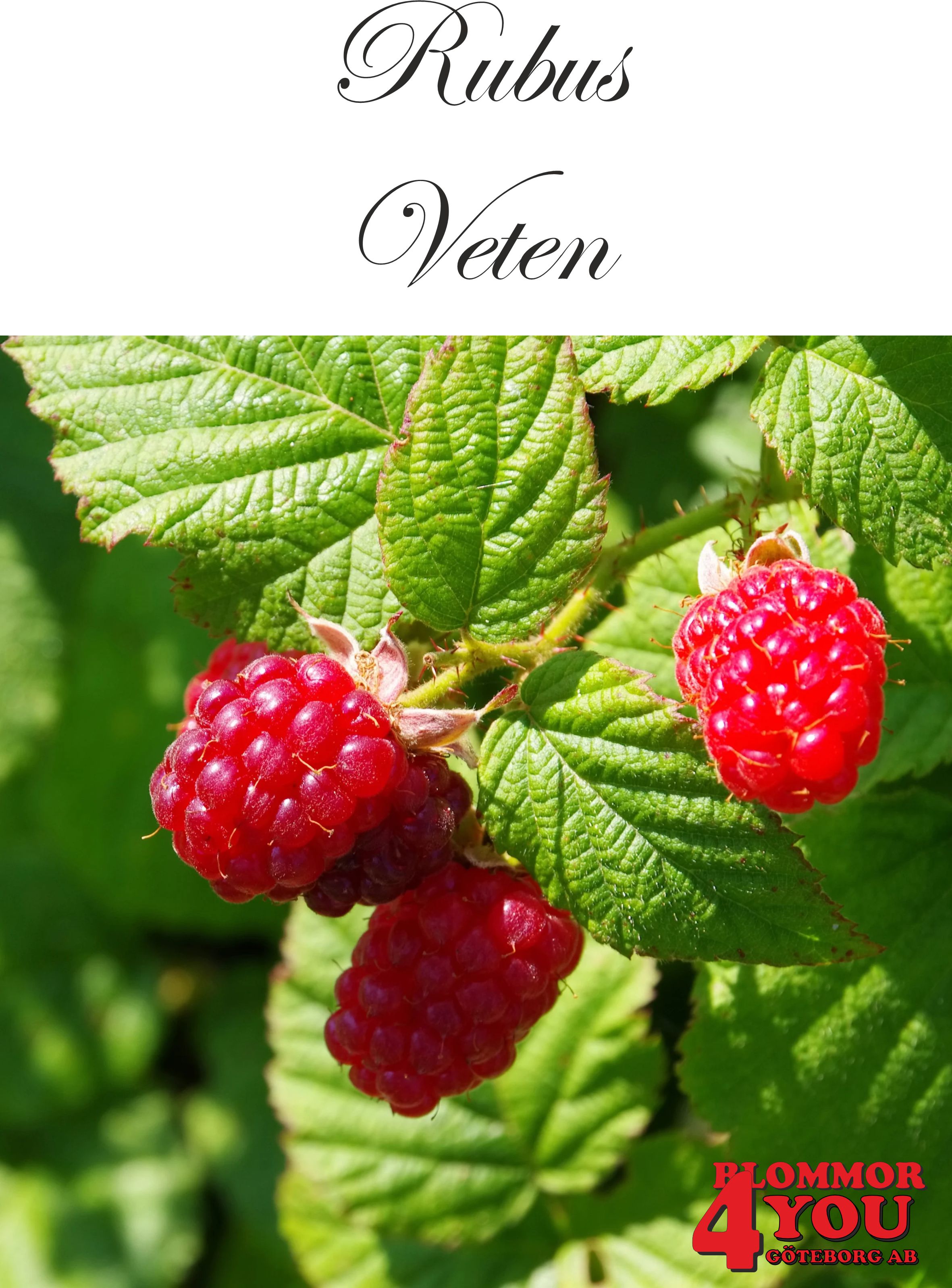 Trädgårdshallon Rubus   VETEN    (EPS-cert)   A-kv C2  E