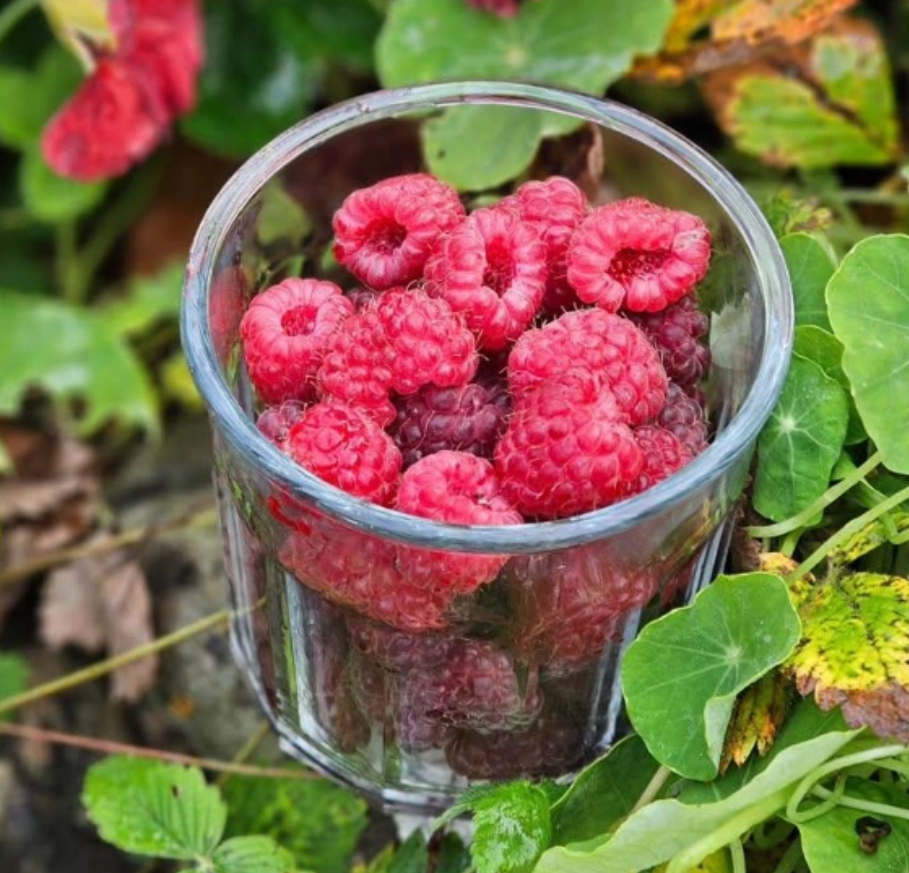 Trädgårdshallon  Rubus (Hösthallon.) BALSGÅRD ELEKTRA® E (EPS-cert) A-kv C3,5 - 2