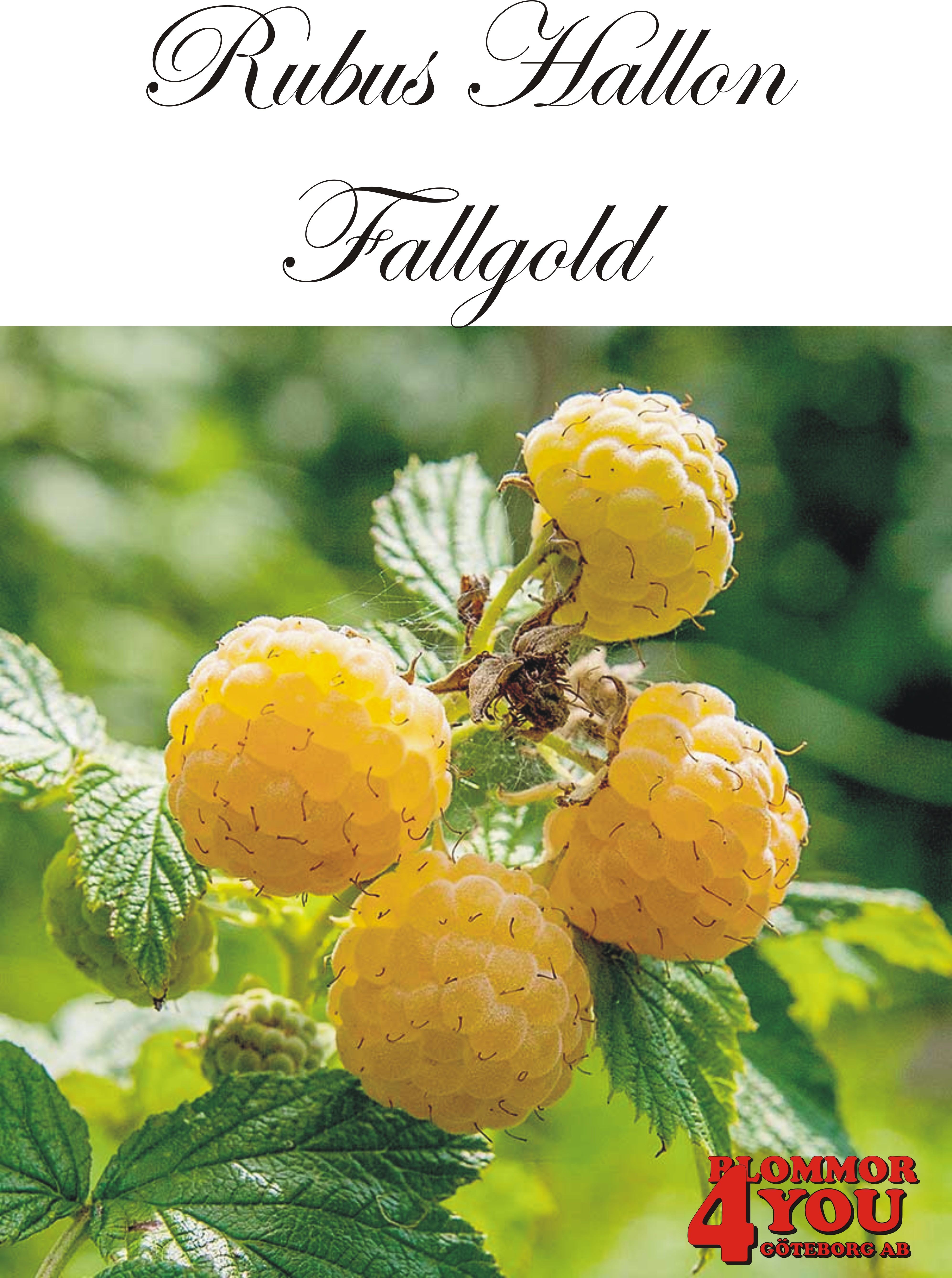 Trädgårdshallon Rubus (Hösthallon) FALLGOLD   (CAC)    A-kv C3,5
