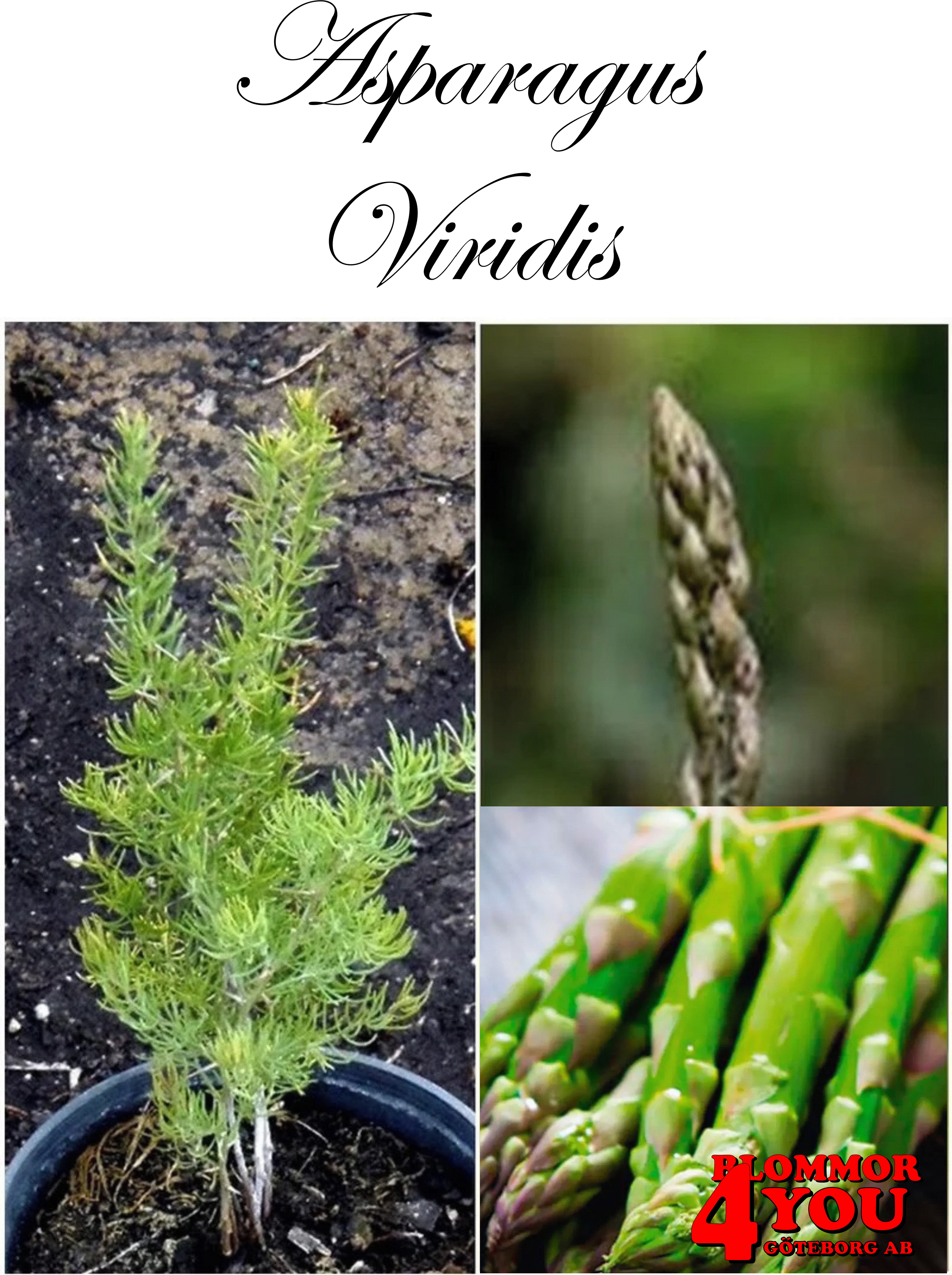 Asparagus officinalis Viridis  (Barrotad)