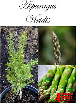 Asparagus officinalis Viridis  (Barrotad)