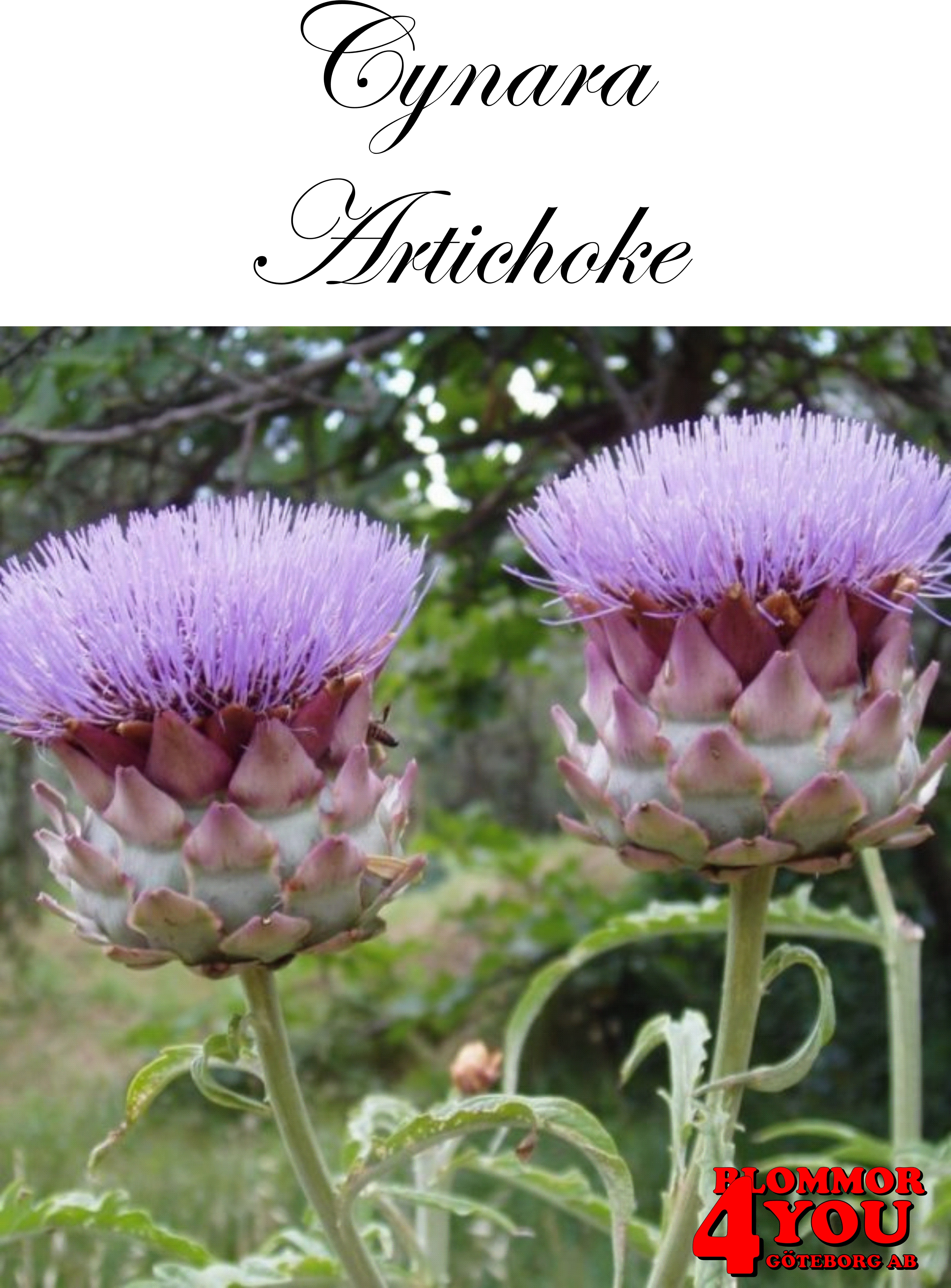 Kronärtskocka  Cynara Scolymus  (Barrotad)