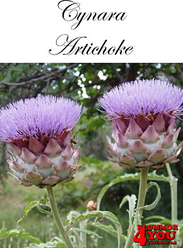 Kronärtskocka  Cynara Scolymus  (Barrotad)