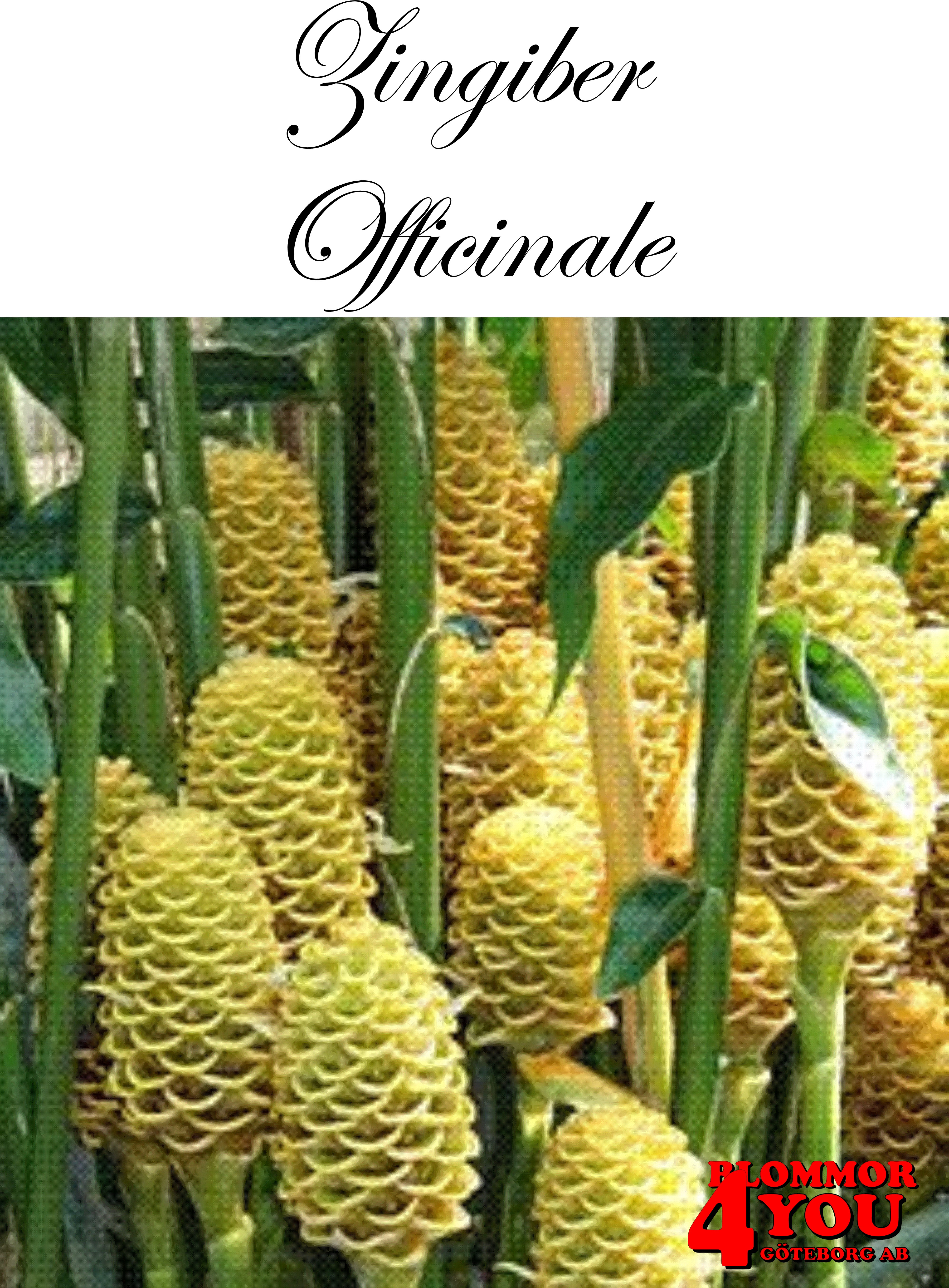 Ingefära   Zingiber  Officinale - 2