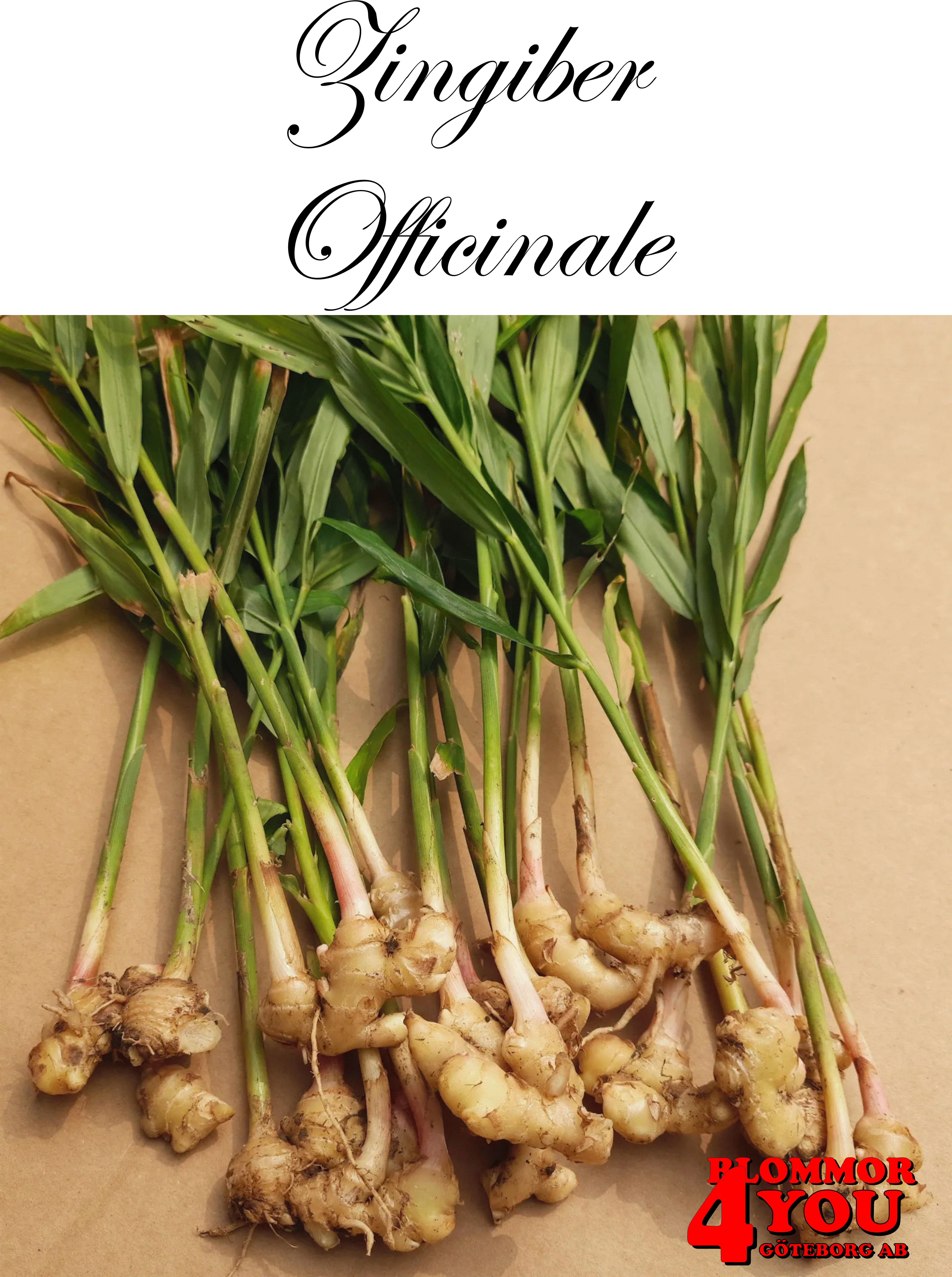 Ingefära   Zingiber  Officinale