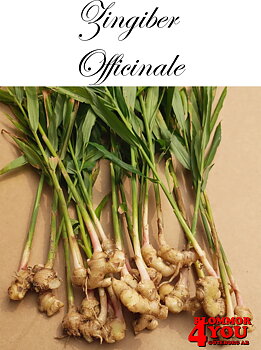 Ingefära   Zingiber  Officinale