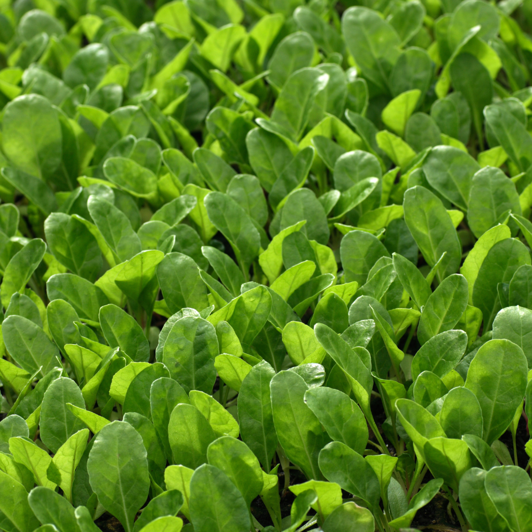 Microgreen - Spenat - Smooth Leaf