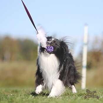 Bungee Sheepskin Chaser Tug S with Hol-ee Roller