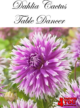 Dahlia Table Dancer