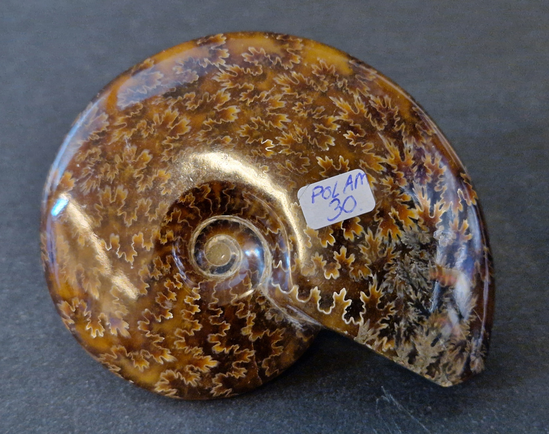 Polerad Ammonit - POLAM30
