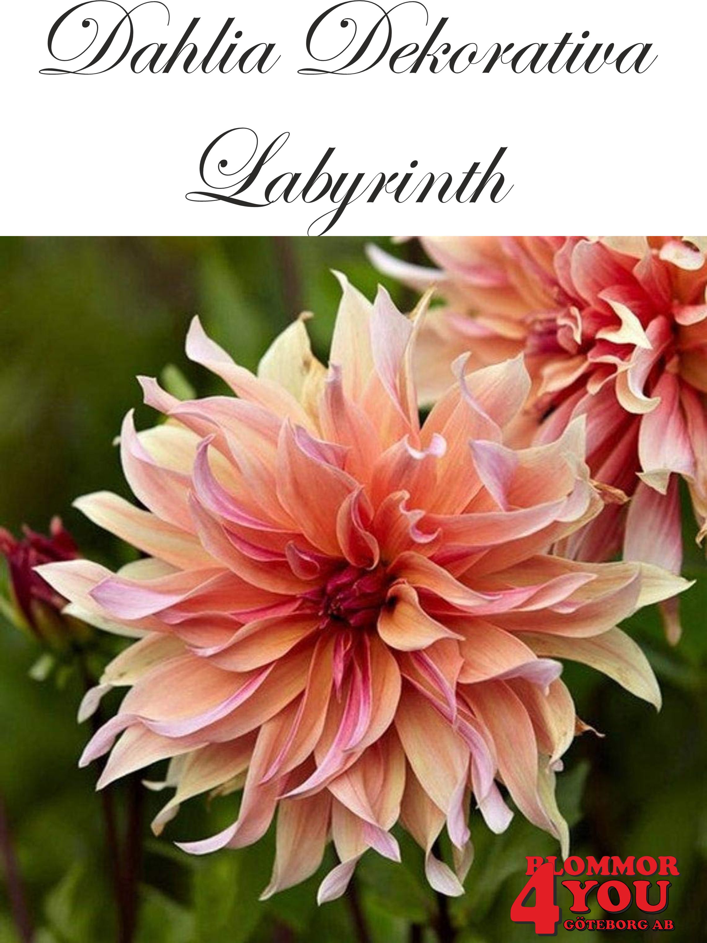 Dahlia Labyrinth