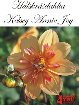 Dahlia   Kelsey Annie Joy