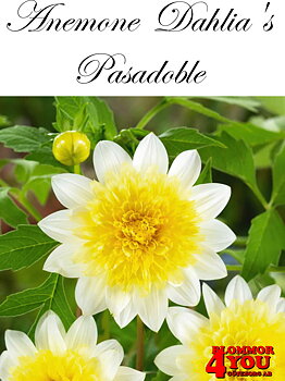 Dahlia      Pasadoble