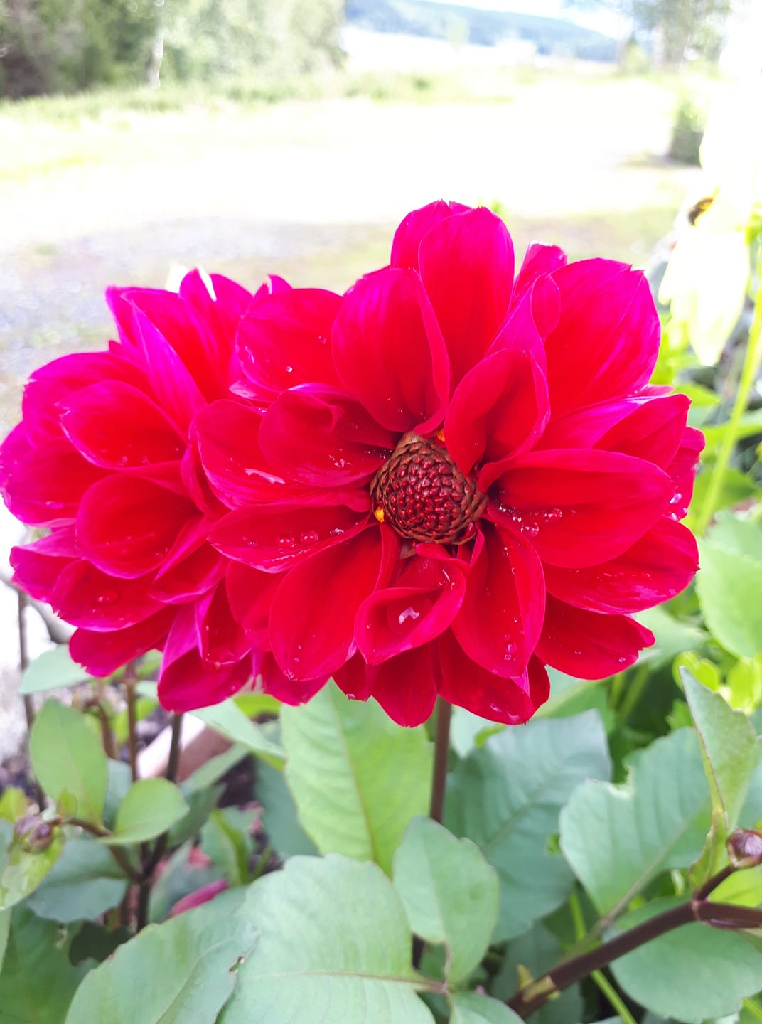 Dahlia Showpiece Dubbel mix 30 frö - 2