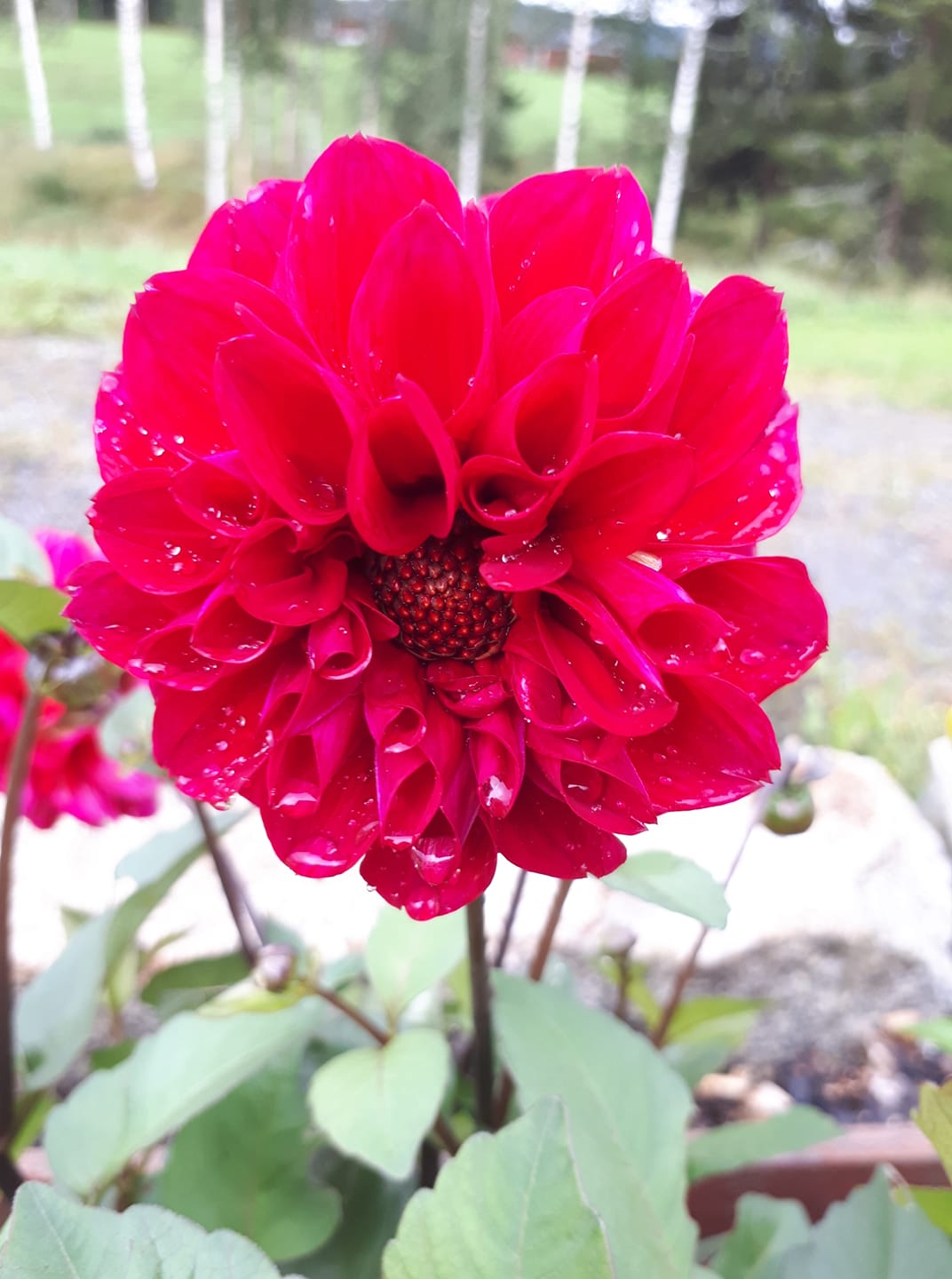 Dahlia Showpiece Dubbel mix 30 frö - 7