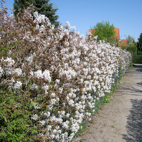Amelanchier lamarckii Häck.    1/2 50-80 Cm