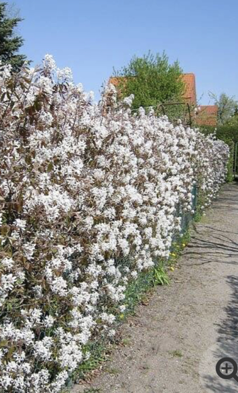 Amelanchier lamarckii Häck.    1/2 50-80 Cm - 2