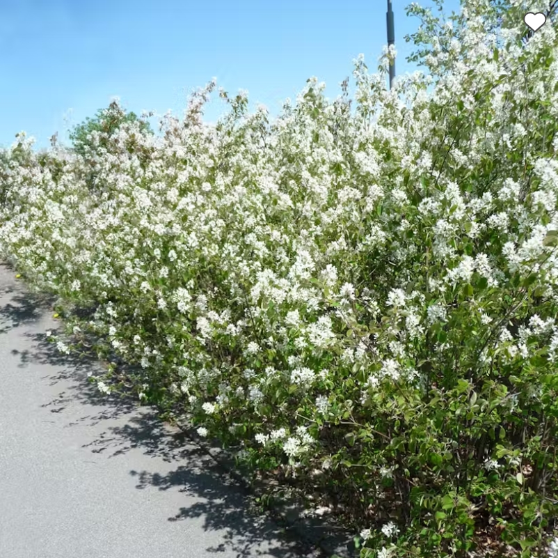 Amelanchier spicata Häck 50-80 cm