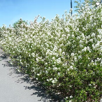 Amelanchier spicata Häck 50-80 cm