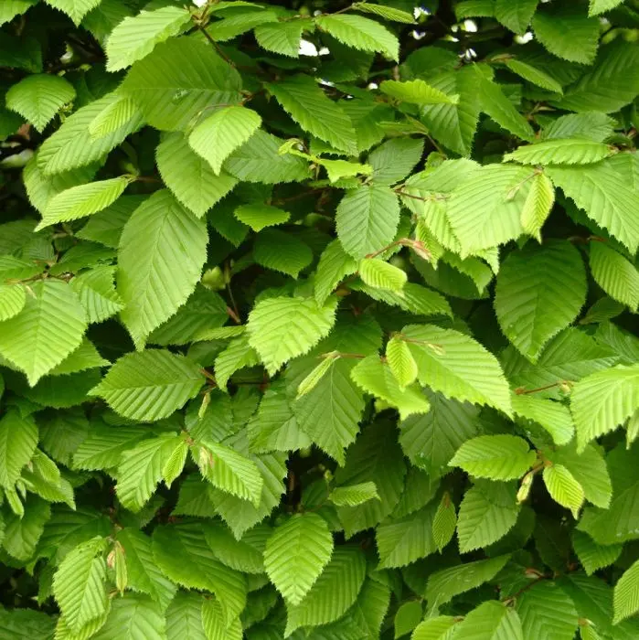 Avenbok  Carpinus betulus Häck 1/2 80-120 CM