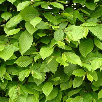 Avenbok Carpinus betulus Häck 1/2 100-140 CM